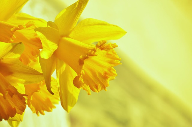 daffodils-1257105_640